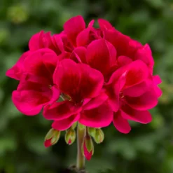 Mojo™ Cranberry Splash Zonal Geranium Plant