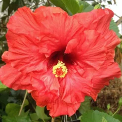 Mon Ami Cajun Hibiscus