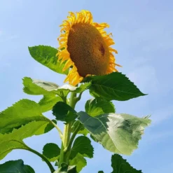 Monster Sunflower