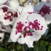 Mottled Plum Phalaenopsis Orchid