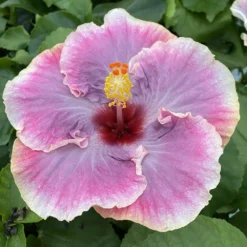 My Darlin Cajun Hibiscus