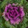 Nagoya Red Ornamental Kale