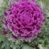 Nagoya Rose Ornamental Kale
