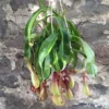 Nepenthes Pitcher
