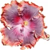 Night Runner Cajun Hibiscus
