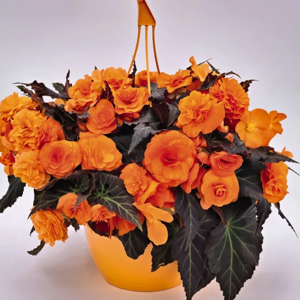 Nonstop® Mocca Bright Orange Tuberous Begonia Plant