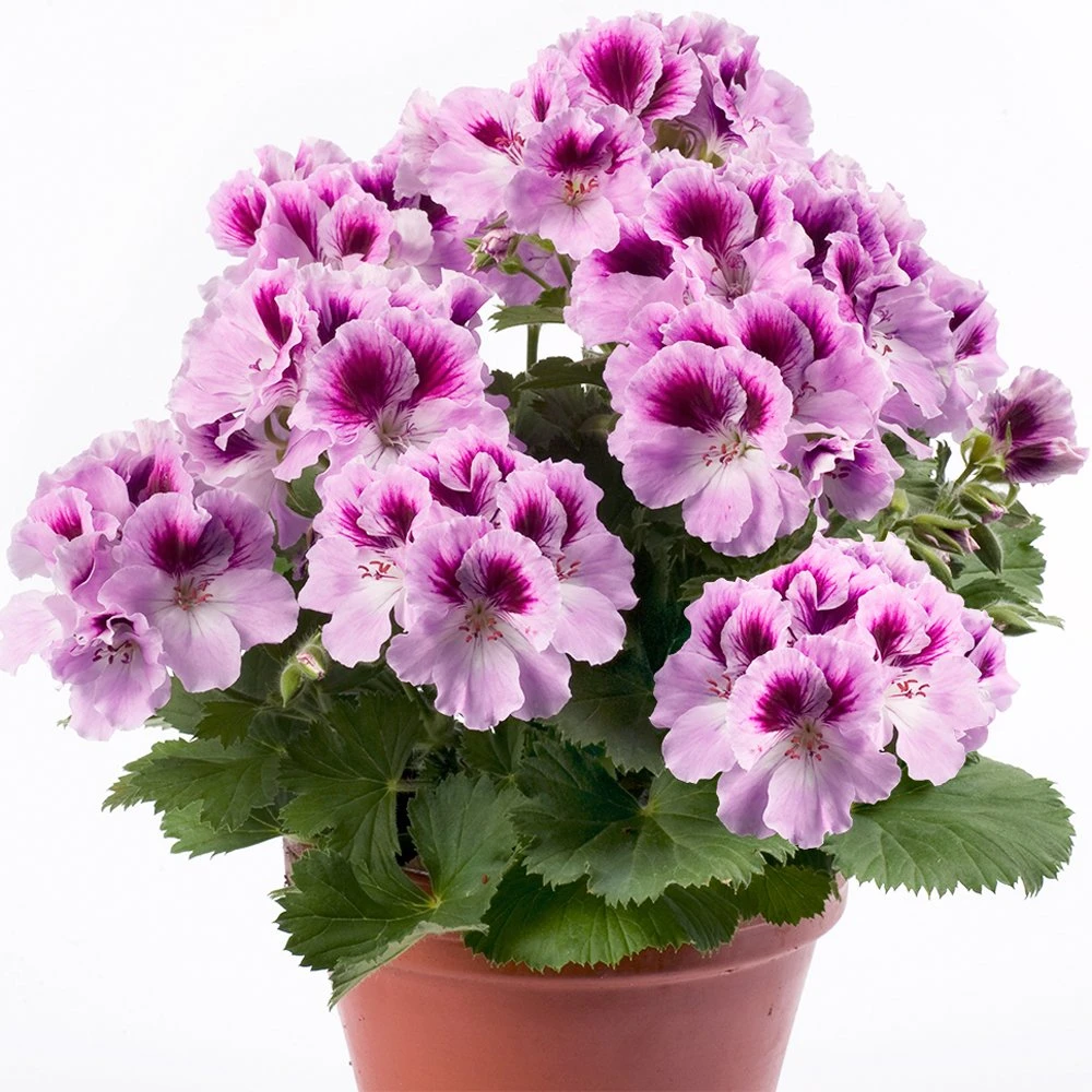 Aristo® Orchid Regal Geranium Plant