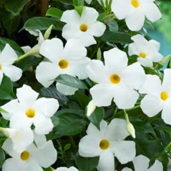 Sun Parasol® Original White Mandevilla