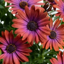 Ostica™ Bronze Osteospermum Plant