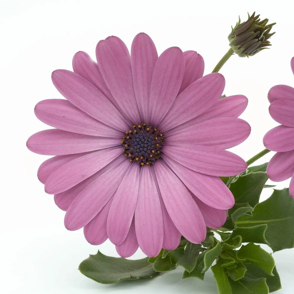 Ostica⢠Pink Osteospermum Plant
