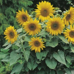 Pacino Gold Sunflower