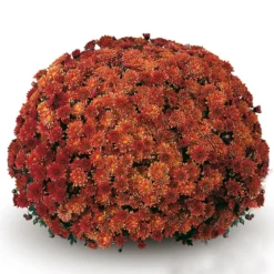 Belgian Mum® Padre Orange Plant