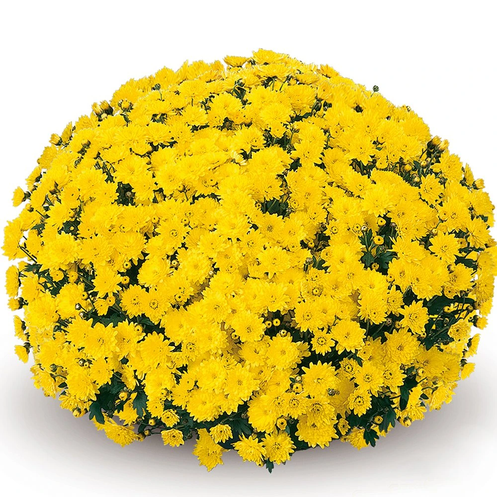 Belgian MumĀ® Padre Yellow Plant
