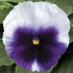 Delta™ Premium Beaconsfield Pansy