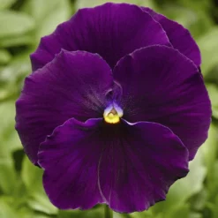 Delta™ Premium Pure Violet Pansy