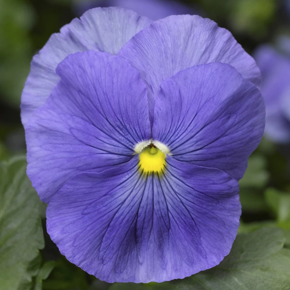 Delta™ Premium True Blue Pansy