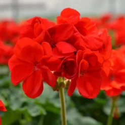 Patriot™ Bright Red Zonal Geranium Plant