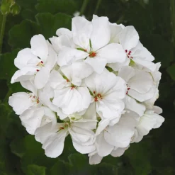 Patriot™ White Zonal Geranium Plant