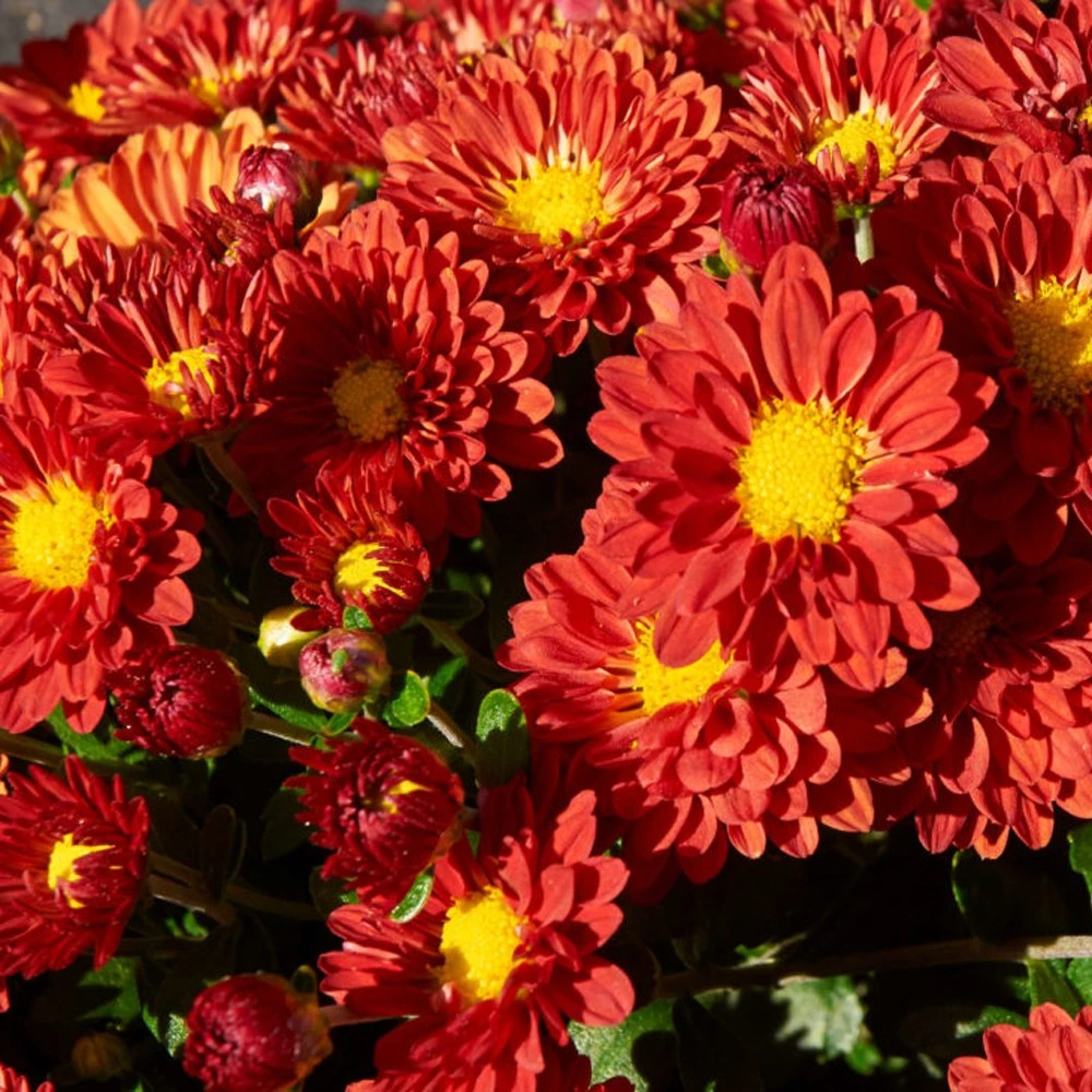 Firedance Igloo Perennial Mum Plant