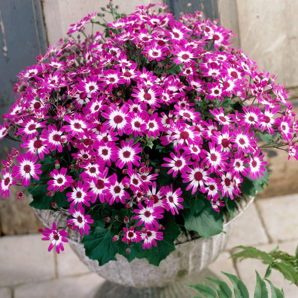 Senetti Baby Magenta Bicolor Pericallis