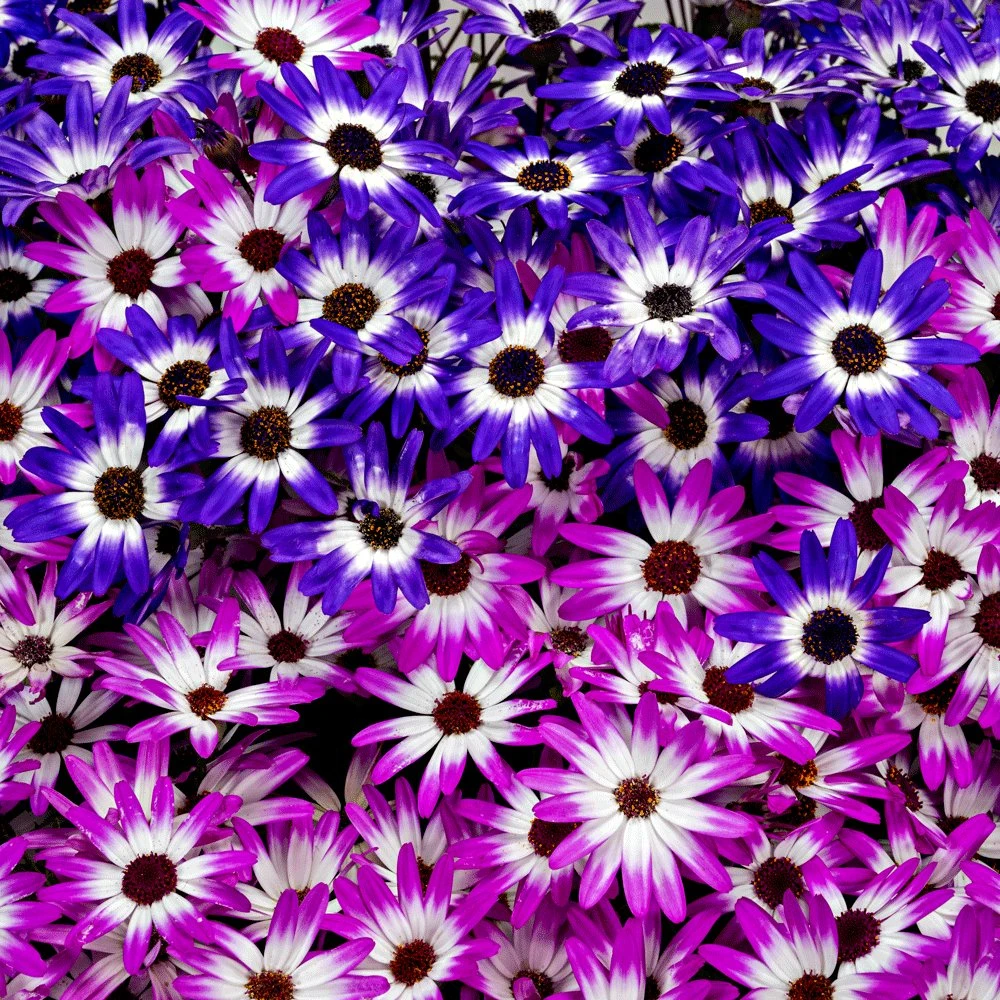 Senetti Bicolor Blitz Pericallis