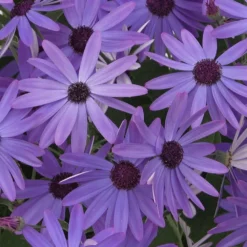 Senetti Blue Pericallis