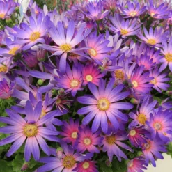 Senetti Magic Salmon Pericallis