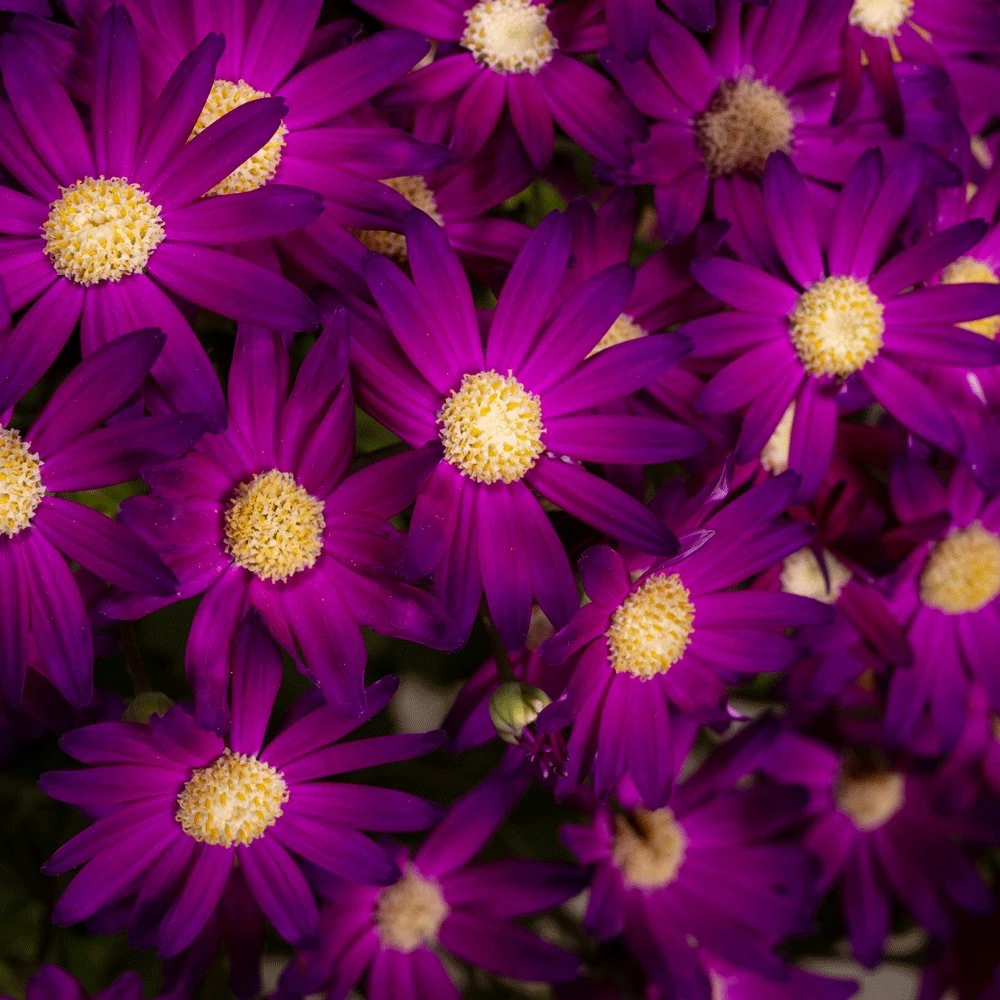 Senetti Rose Glow Pericallis