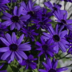 Senetti Super Blue Pericallis