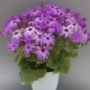 Senetti Sparkle Lavender Pericallis