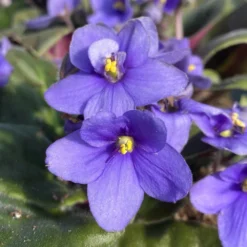 Periwinkle African Violet