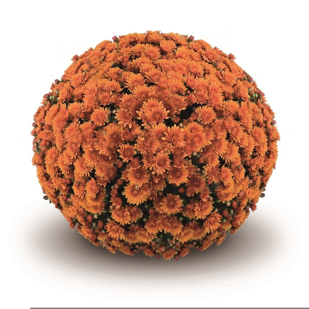 Belgian Mum® Peroni Orange Plant