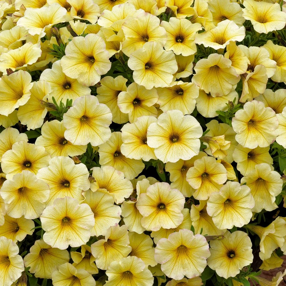 SuperCalĀ® Light Yellow Petchoa Plant