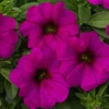SuperCal® Purple Petchoa Plant