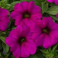 SuperCal® Purple Petchoa Plant