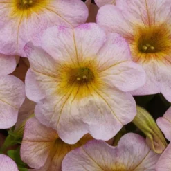 SuperCal® Salmon Glow Petchoa Plant