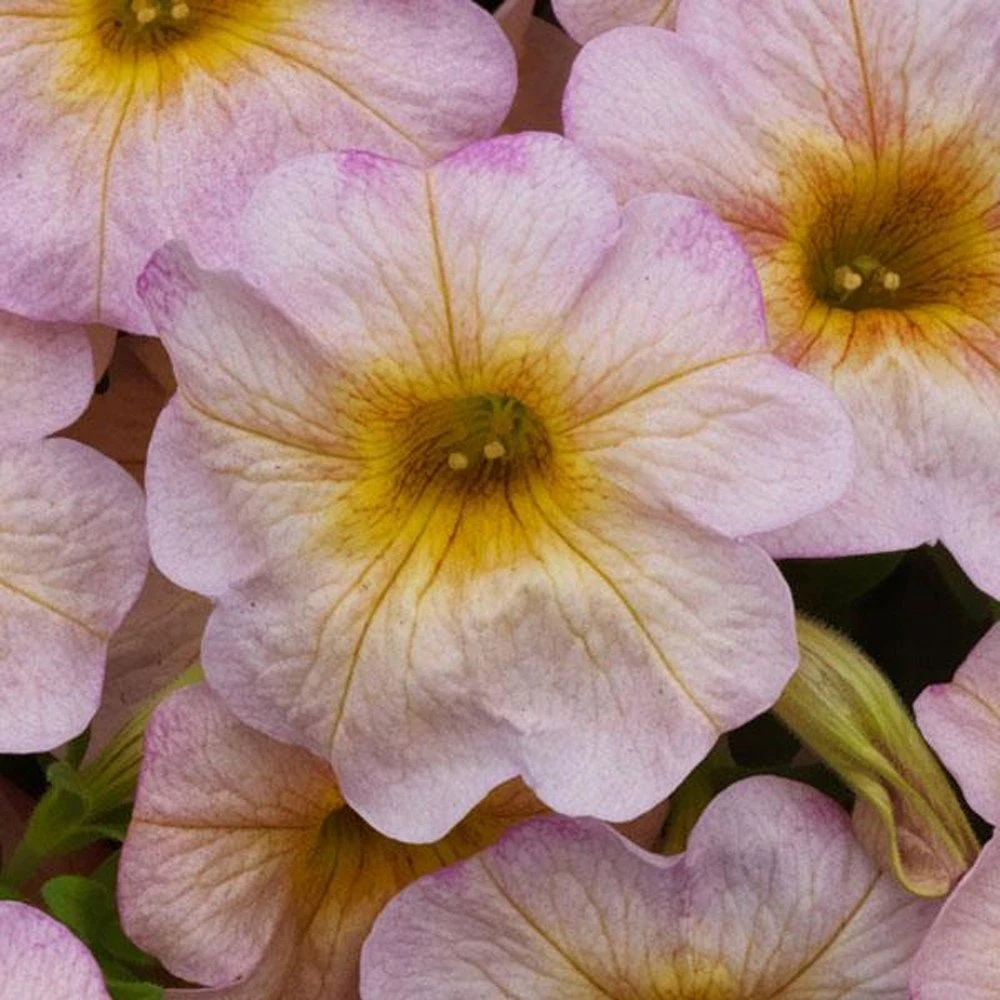 SuperCalĀ® Salmon Glow Petchoa Plant