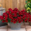 SuperCal® Royale Red Petchoa Plant