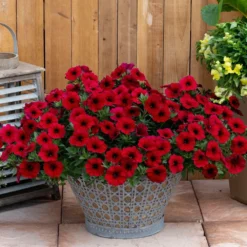 SuperCal® Royale Red Petchoa Plant