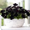 Crazytunia® Black Mamba Petunia Plant