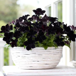 Crazytunia® Black Mamba Petunia Plant