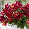Crazytunia® Mandeville Petunia Plant