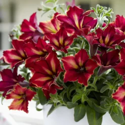 Crazytunia® Mandeville Petunia Plant