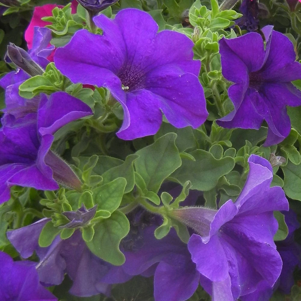 Surfinia® Giant Blue Petunia Plant