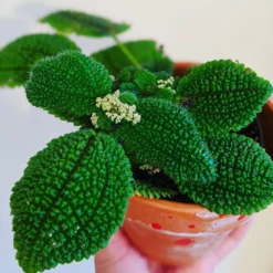 Pilea Friendship