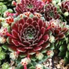 Pilioseum Sempervivum (Hens And Chicks)