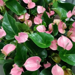 Pink Anthurium
