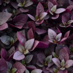 Plum Dandy™ Alternanthera Plant