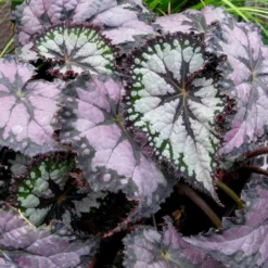 Plum Paisley Rex Begonia Plant