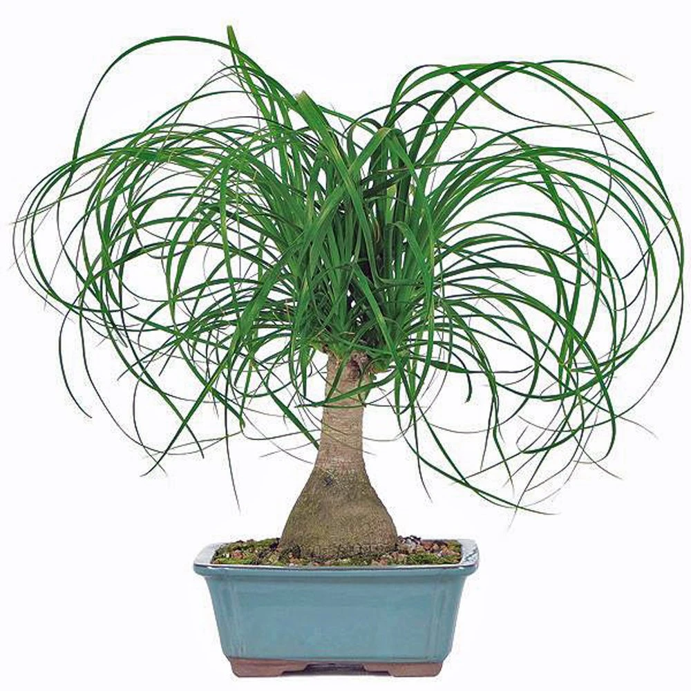 Ponytail Palm
